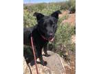 Adopt Steve a Black - with White Labrador Retriever / Mixed dog in Cottonwood