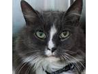 Adopt Gray a Gray or Blue Domestic Longhair / Mixed cat in Warrensburg