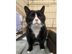 Adopt George- Bonded with Frankie a Domestic Short Hair