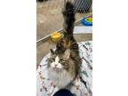 Adopt Frankie a Domestic Short Hair