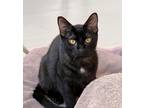 Adopt Jesse a All Black Domestic Mediumhair / Domestic Shorthair / Mixed cat in