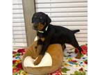 Doberman Pinscher Puppy for sale in Lula, GA, USA