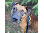 Adopt Rio a Brown/Chocolate Mixed Breed (Medium) / Mixed dog in Jacksonville