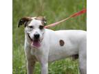 Adopt Buddy a White - with Tan, Yellow or Fawn English Pointer / Hound (Unknown