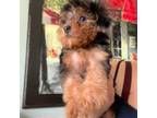 Yorkshire Terrier Puppy for sale in Berwyn, IL, USA