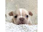 French Bulldog Puppy for sale in Corbin, KY, USA