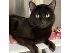 Adopt Sylvester a All Black Domestic Shorthair / Mixed (short coat) cat in