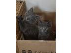 Adopt No name #2 a Gray or Blue (Mostly) Domestic Mediumhair (medium coat) cat