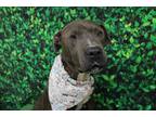 Adopt Trooper a Brindle - with White American Pit Bull Terrier / Mixed dog in