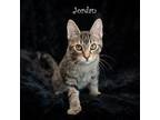 Adopt Jordan a Domestic Shorthair / Mixed cat in Hot Springs Village