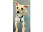 Adopt Mickey (aka Gilbert) a Tan/Yellow/Fawn Jack Russell Terrier dog in