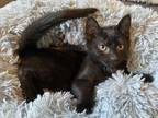 Adopt Rocket a All Black Domestic Shorthair cat in mishawaka, IN (39013133)