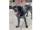 Adopt Gideon a Catahoula Leopard Dog / Pointer / Mixed dog in New Orleans