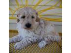 Toy goldendoodle