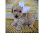 Toy goldendoodle