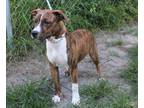 Adopt Bridget a Brindle - with White American Pit Bull Terrier / Mixed dog in