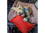 Adopt Boscoe a Tan/Yellow/Fawn Pit Bull Terrier / Shar Pei / Mixed dog in