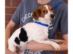 Adopt Disney a White - with Red, Golden, Orange or Chestnut Jack Russell Terrier