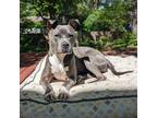 Adopt Mickey Dee D12034 a Gray/Silver/Salt & Pepper - with Black American Pit