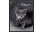 Adopt Rebecca a Gray or Blue Domestic Shorthair (short coat) cat in Asheville