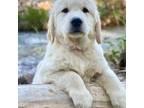 Golden Retriever Puppy for sale in Payson, AZ, USA