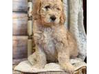 Goldendoodle Puppy for sale in Payson, AZ, USA