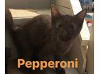 Adopt Pepperoni a Brown or Chocolate (Mostly) Domestic Shorthair / Mixed (short