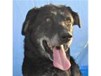 Adopt Cinder a Black Mixed Breed (Large) / Mixed dog in Las Cruces