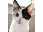 Adopt Brown Sugar a White (Mostly) Domestic Shorthair / Mixed (short coat) cat