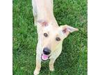 Adopt Ava a Tan/Yellow/Fawn Labrador Retriever / Mixed dog in Cincinnati