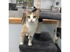 Adopt Rose a White Domestic Shorthair / Mixed cat in Crookston, MN (38951620)