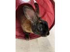 Adopt Gerard a Harlequin Mini Rex / Mixed rabbit in Westford, MA (39011388)