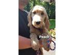 Adopt Peach a Golden Retriever / Poodle (Standard) dog in East Greenville