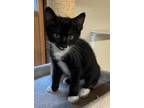 Adopt Puffin a Black & White or Tuxedo Domestic Shorthair (short coat) cat in