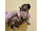 Shih Tzu Puppy for sale in Jackson, AL, USA