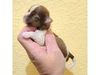 Shih Tzu Puppy for sale in Jackson, AL, USA