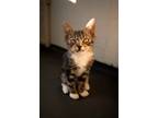 Adopt Bobby a Spotted Tabby/Leopard Spotted Domestic Shorthair cat in los