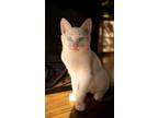 Adopt Grahm a White American Shorthair cat in los angeles, CA (39026237)