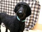 Adopt BB a Standard Poodle