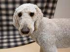 Adopt Moogee a Standard Poodle