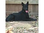 Adopt Faith a Black Dachshund / Labrador Retriever / Mixed dog in Austin