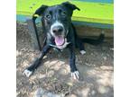 Adopt Osa a Black Labrador Retriever / Mixed dog in Austin, TX (38975219)