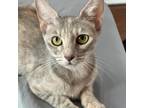 Adopt Beach Plum a Gray or Blue Domestic Shorthair / Mixed cat in Austin