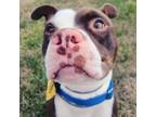 Adopt Freckles a Pit Bull Terrier / Mixed dog in Spring Hill, KS (38986228)