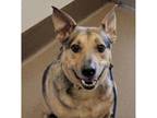 Adopt Snook a Shepherd (Unknown Type) / Mixed dog in Spring Hill, KS (38919918)