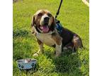 Adopt Barney a Beagle / Mixed dog in Potomac, MD (39004537)