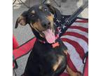 Adopt Hammi a Doberman Pinscher / Mixed dog in Potomac, MD (39036804)