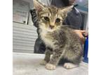Adopt Julie a Domestic Shorthair / Mixed cat in Rocky Mount, VA (38953858)