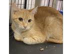 Adopt Bo a Domestic Shorthair / Mixed cat in Rocky Mount, VA (39025375)