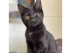 Adopt Bob Lee a Domestic Shorthair / Mixed cat in Rocky Mount, VA (38953857)